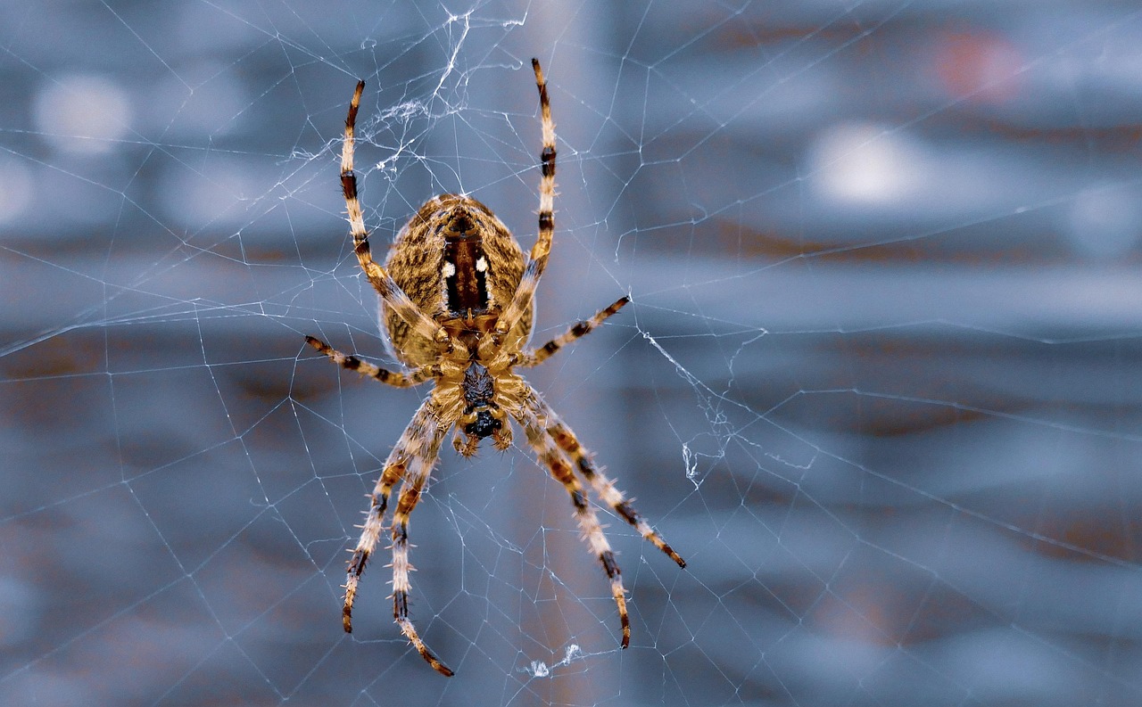 Immagine di un'araignée su un foglio, simbolo dell'importanza di non liberarla all'esterno.