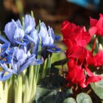 Fiori invernali colorati piantati in un giardino durante il mese di gennaio.